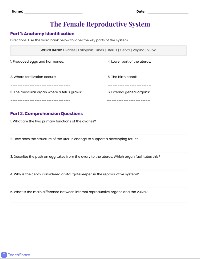 Female Reproductive System Review