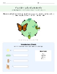 Understanding Butterfly Life Cycle