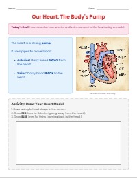 Understanding How Blood Moves Through You