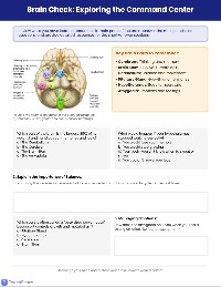 Understanding Your Amazing Brain