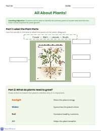 Exploring the Amazing World of Plants