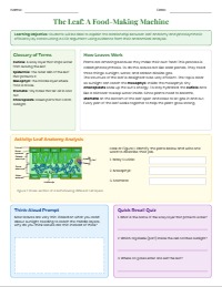 Leaves at Work: Anatomy and Photosynthesis