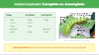 Exploring Animal Life Cycles and Food Webs
