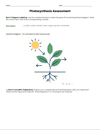 Mastering the Process of Photosynthesis Assessment