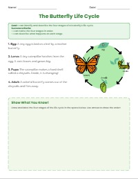 The Amazing Butterfly Life Cycle