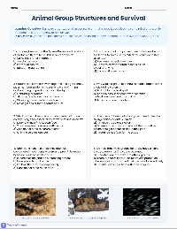 Animal Group Organization Assessment