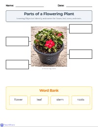 Parts of a Flowering Plant Worksheet