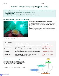Ecosystem Energy Flow Analysis
