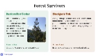 Exploring Tree Traits and Adaptations