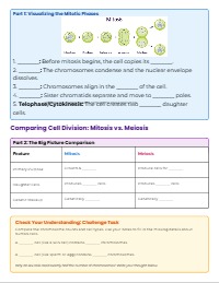 Cellular Replication and Division Follow-Along Guide