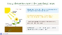 Cómo Cuidar Una Planta
