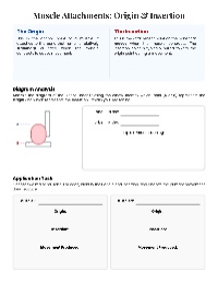 Understanding Muscle Energy and Movement