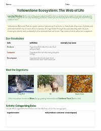 Yellowstone Ecosystems: Building Our Food Web