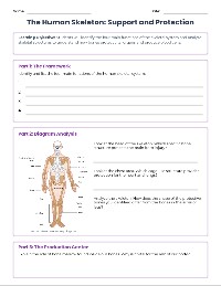Skeletal System Structure and Functions