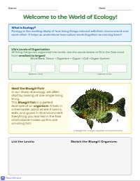 Do Now: Biological Levels Hierarchy