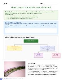 Plant Tissue Systems