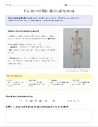The Human Skeleton