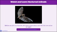 Choosing Your Favorite Nocturnal Animal