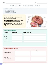 Inside Out Neuroscience Analysis