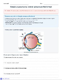 Көз Құрылымы мен Аурулары