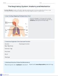 Mastering Human Respiratory System Physiology