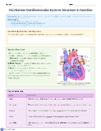 Exploring the Cardiovascular System