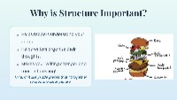 Introduction to Essay Structure