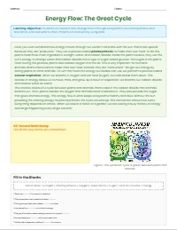 Ecosystem Balance: Energy and Human Impact