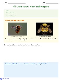 Amazing World of Bees