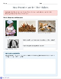 Caring for Baby Animals