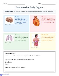 My Amazing Body Organs