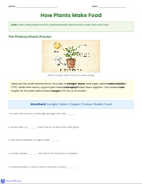 Understanding How Plants Make Food