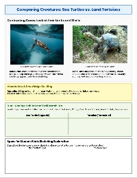 The Amazing World of Turtles