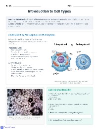 Cell Wars: Prokaryotes vs. Eukaryotes