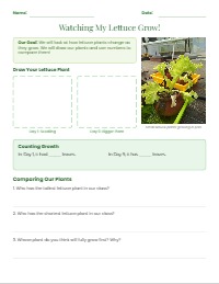 My Lettuce Plant Growth Observation Journal