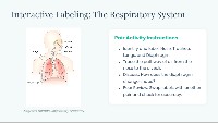 Introduction to the Respiratory System