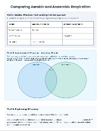 Aerobic vs Anaerobic Respiration Comparison