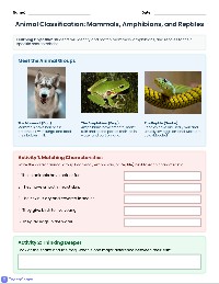 Animal Group Matching