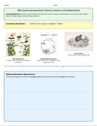 Comparing Plant, Insect, and Mammal Life Cycles