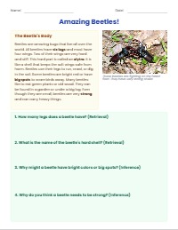 Amazing Beetles: Reading and Discovery
