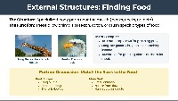 Animal and Plant Survival Structures