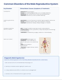 Understanding the Male Reproductive System Anatomy