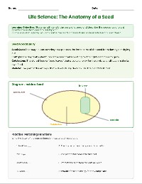 Plant Life Cycle Packet