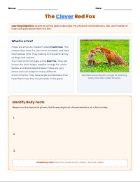 Learning About Amazing Foxes
