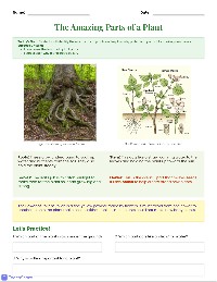 Plant Parts and Pollen
