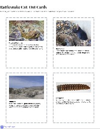 All About Rattlesnakes Flipbook