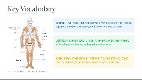 Exploring Our Amazing Skeletal System
