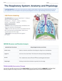 Anatomy and Physiology of the Human Respiratory System