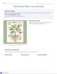 Label the Plant Diagram