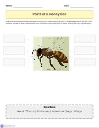 Exploring Insect Body Parts Discovery